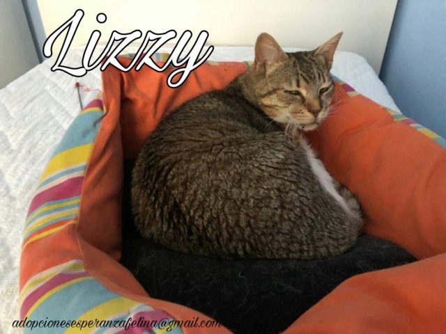 Lizzy, bomboncito en adopción. Álava (FNAprx. 01/05/2022) (+Leucemia) Picsa148