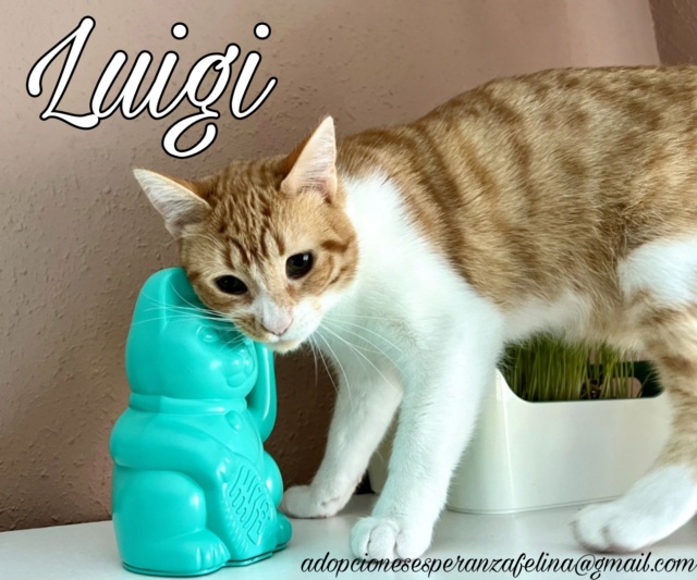 LUIGI, precioso gatito en adopción, Alava (F.Nac. 17/01/23) Picsa159