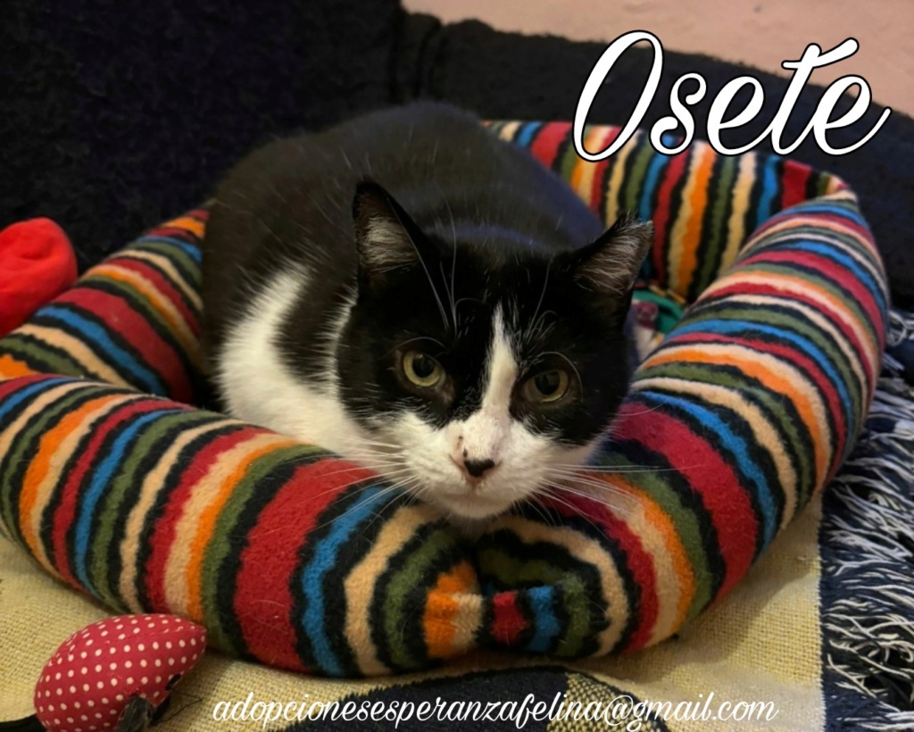 Osete, gatito mimoso en adopción (F.N aprox 2012. Álava, España) (Positivo a inmuno) Picsa160