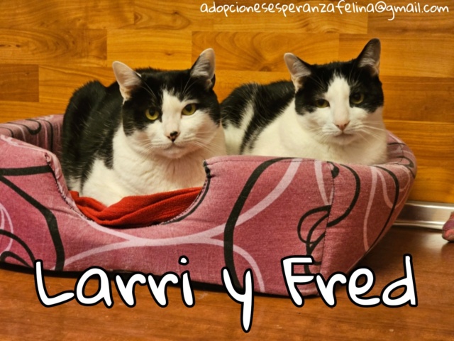 Fred y Larri, hermanitos en adopción (Álava-España f.n.aprox 09/03/15)  - Página 3 Picsa163