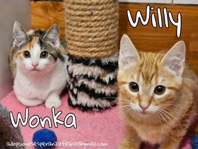 Willy y Wonka, preciosidades en adopción, Alava (f.n. 03/08/2023 )  Picsa164