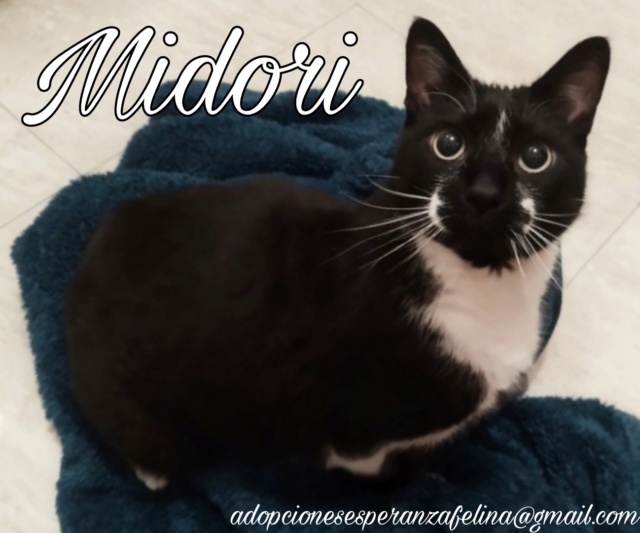 MIDORI, precioso gatito en adopción (F.Nac. 06/01/2017) - Página 4 Picsa173