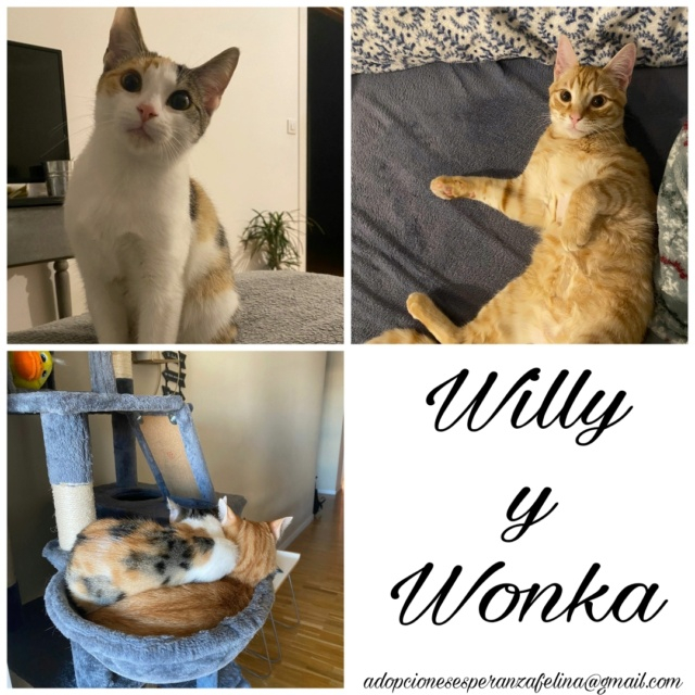 Willy y Wonka, preciosidades en adopción, Alava (f.n. 03/08/2023 )  Picsa178