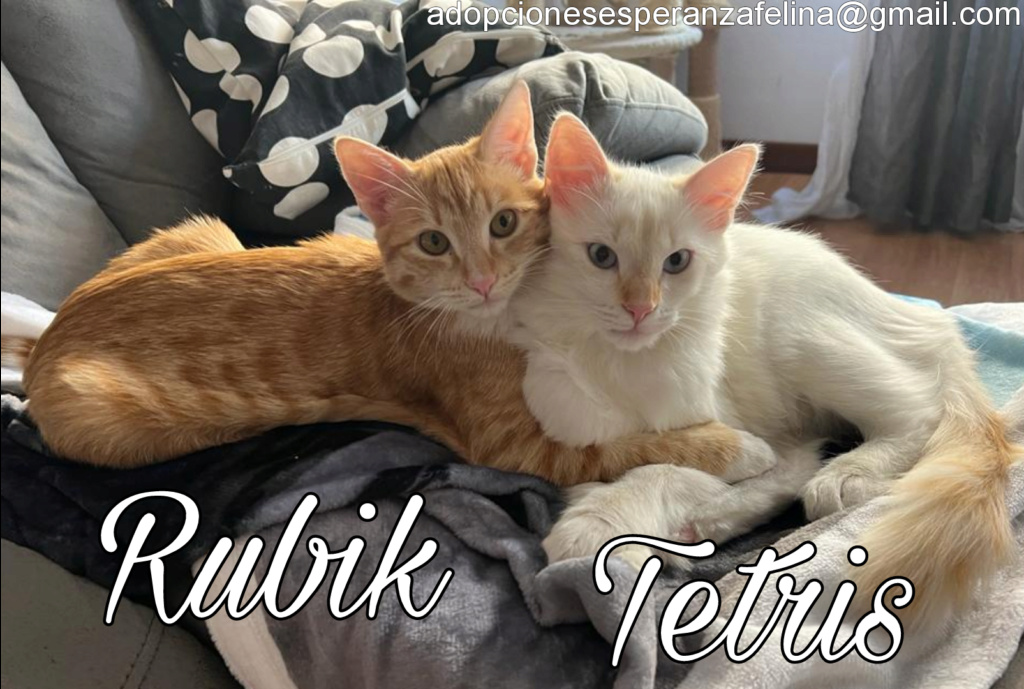 Tetris y Rubik, cachorritos en adopción. Álava, España (F. Nac.: 24/05/2023) Picsar12