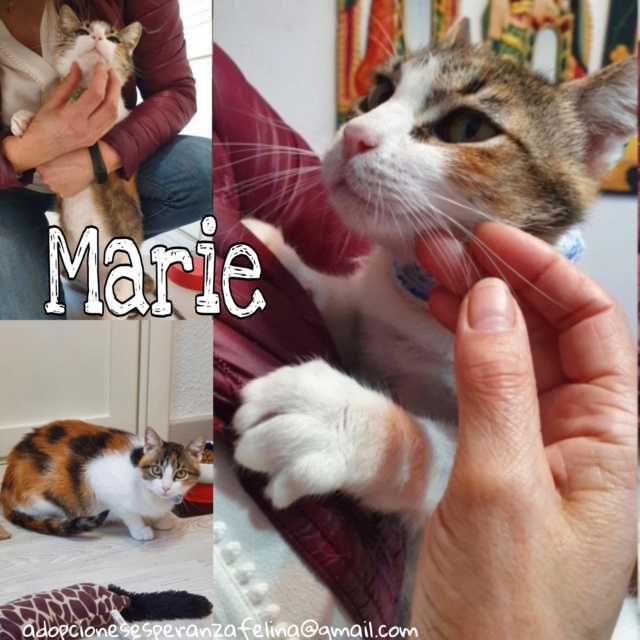 Marie, preciosa tricolor busca hogar (F.N Aprox: 03/2019) Picsar62