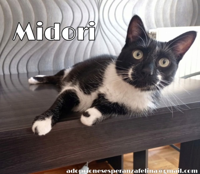 MIDORI, precioso gatito en adopción (F.Nac. 06/01/2017) Picsar74