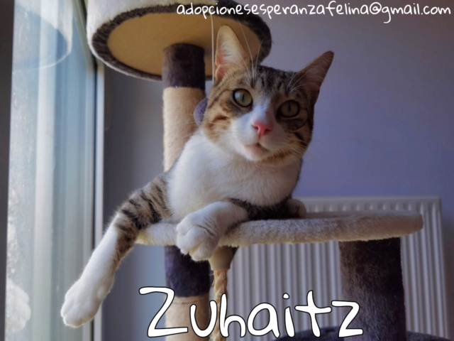 Zuhaitz, precioso gatito en adopción. Alava (F.N Aprox: 03/2020) Picsar80