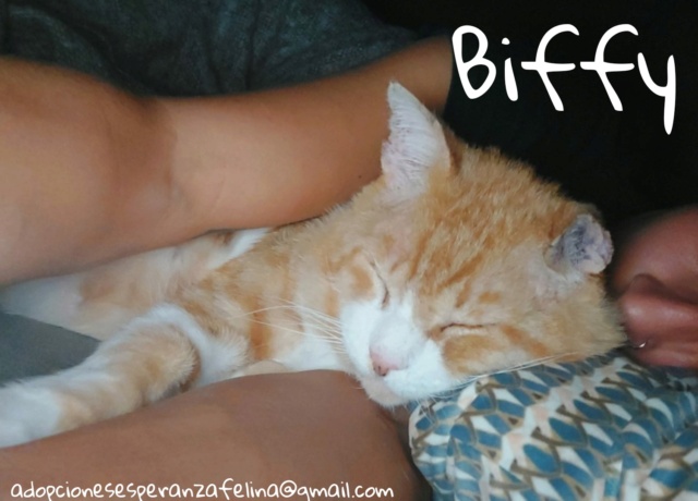 Biffy, tierno gatito en adopción, Álava, España (F. Nac. aprox. 19/08/2014) Picsar85