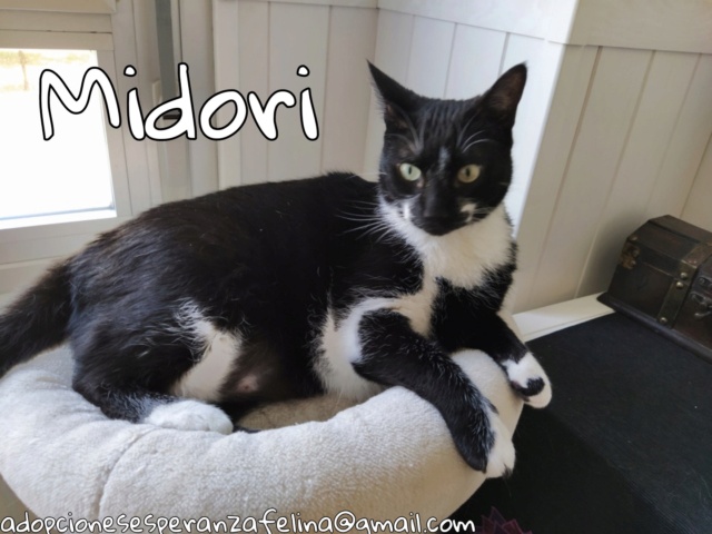 MIDORI, precioso gatito en adopción (F.Nac. 06/01/2017) Picsar91