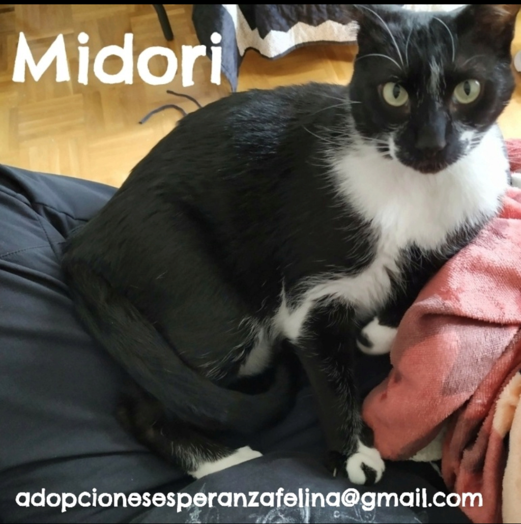 MIDORI, precioso gatito en adopción (F.Nac. 06/01/2017) Screen12
