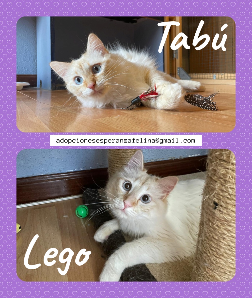Tabú y Lego, cachorretes en adopción. Álava (F. Nac.: 24/05/2023) Tabua_10