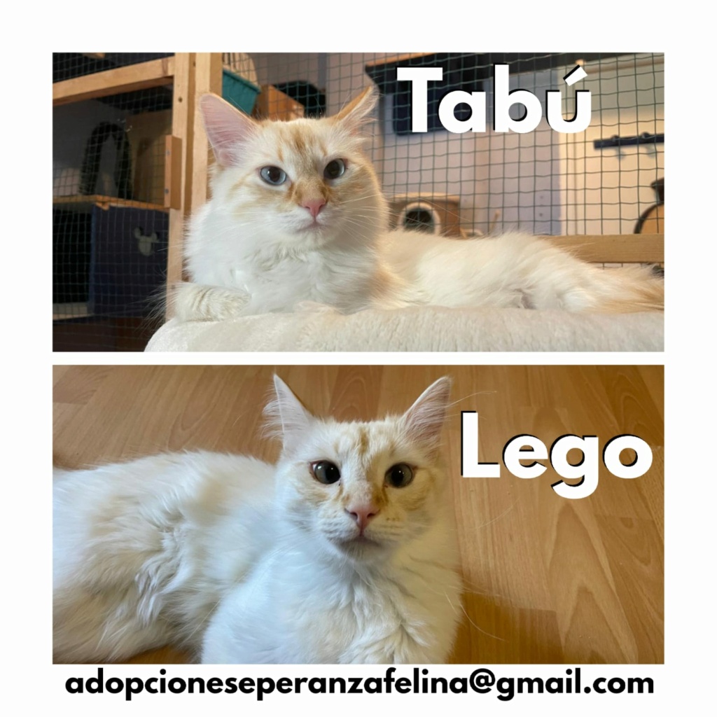 Tabú y Lego, cachorretes en adopción. Álava (F. Nac.: 24/05/2023) - Página 2 Tabz_y10