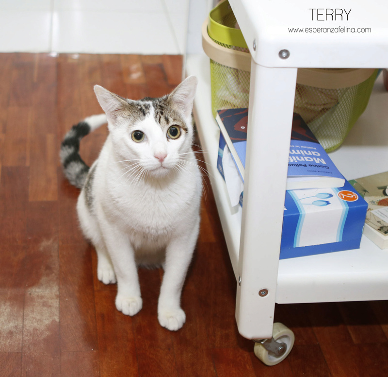 Terry, el gatito más guapo en adopción. (F.N: 24/04/17) (Solo en adopción en la provincia de Álava) Terry10