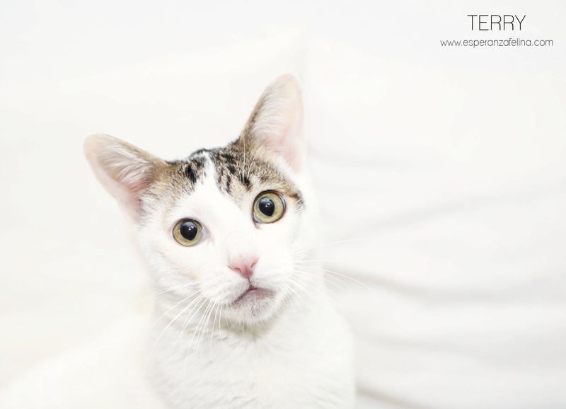 Terry, el gatito más guapo en adopción. (F.N: 24/04/17) (Solo en adopción en la provincia de Álava) Terry310