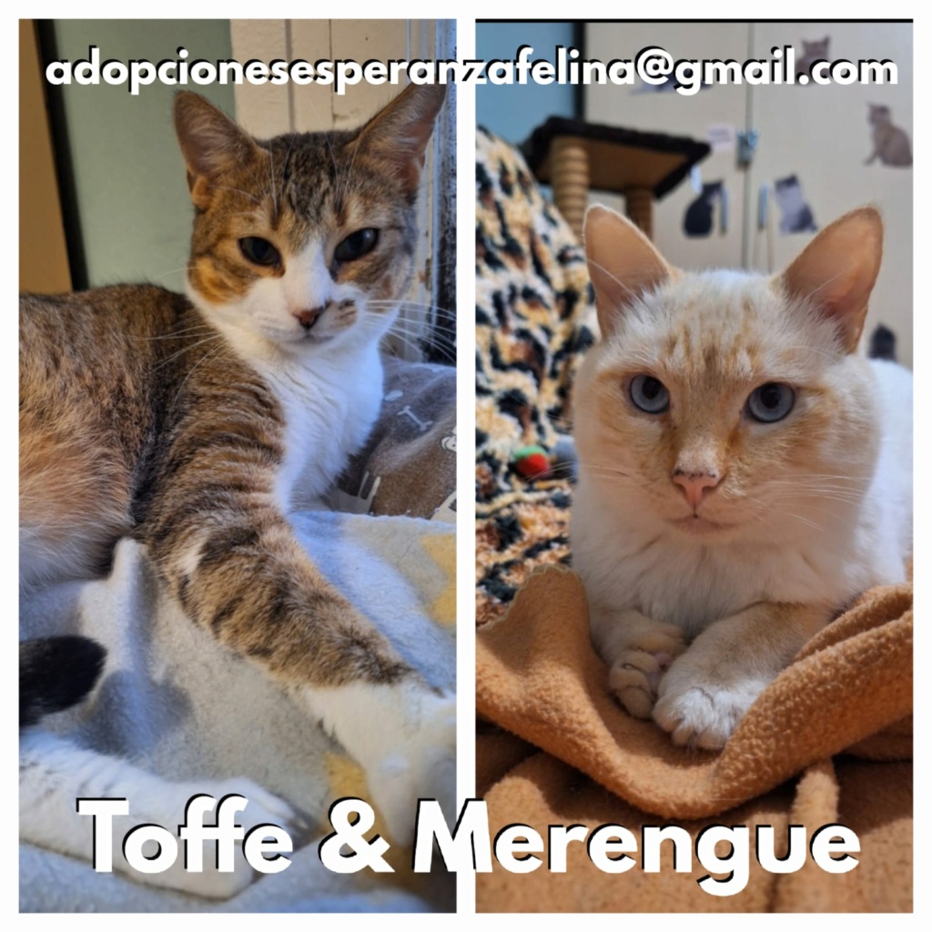 Merengue y Toffe (positivo a inmuno), preciosa pareja en adopción. Álava, España (F. Nac 05/05/2019) Toffe_11