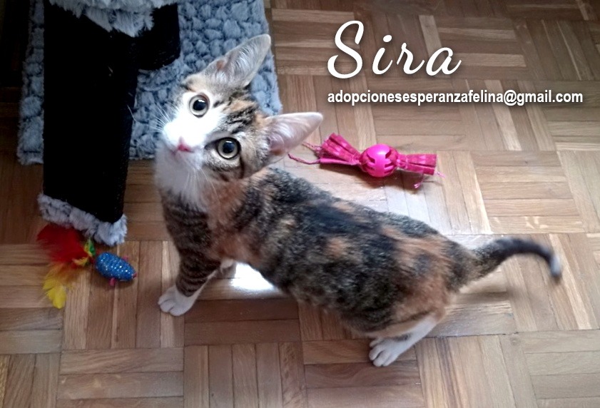 Sira, gatita adorable y juguetona busca hogar. (F.N Aprox: 28/09/20) Whats105