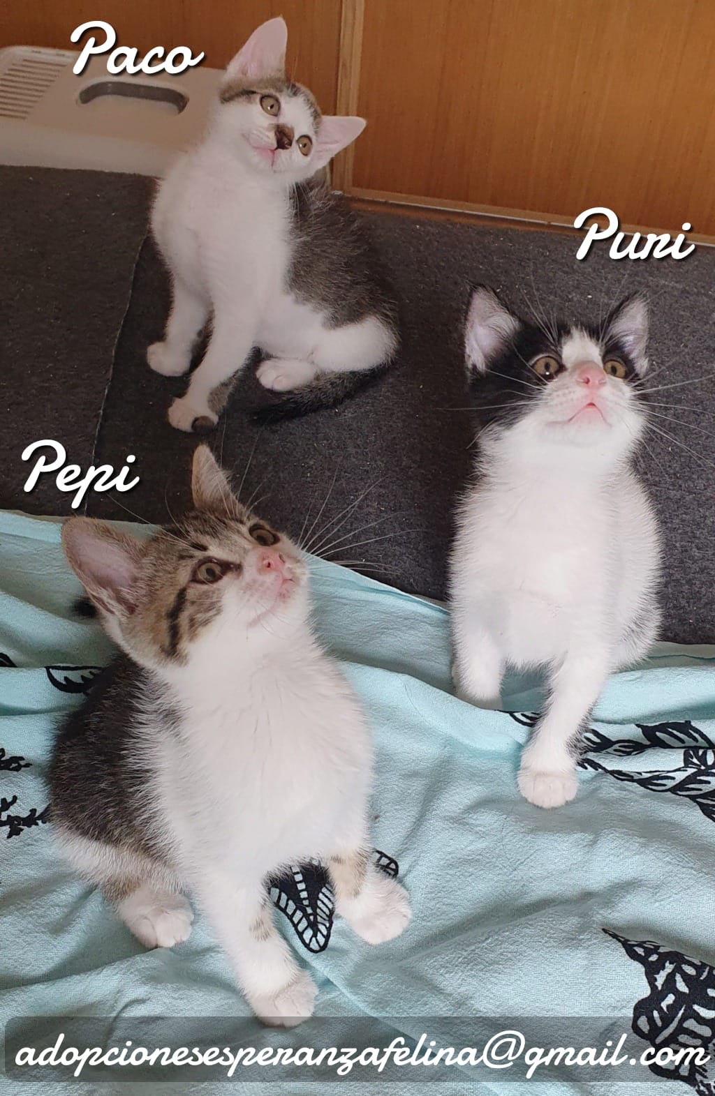 Paco, Puri y Pepi, hermanitos en adopción. Álava-ESP (F.N. 17/04/2021) Whats124