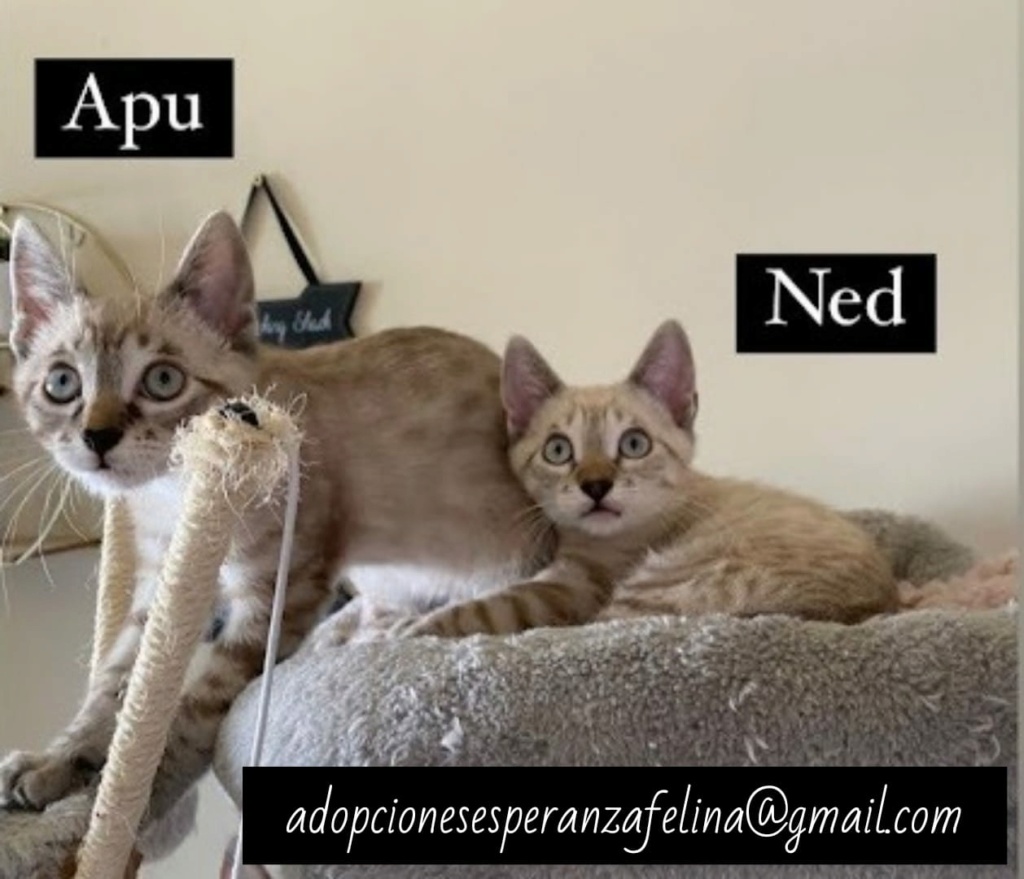 Apu y Ned en adopción.Alava, España. (F.n aprox 22/04/21)  Whats130