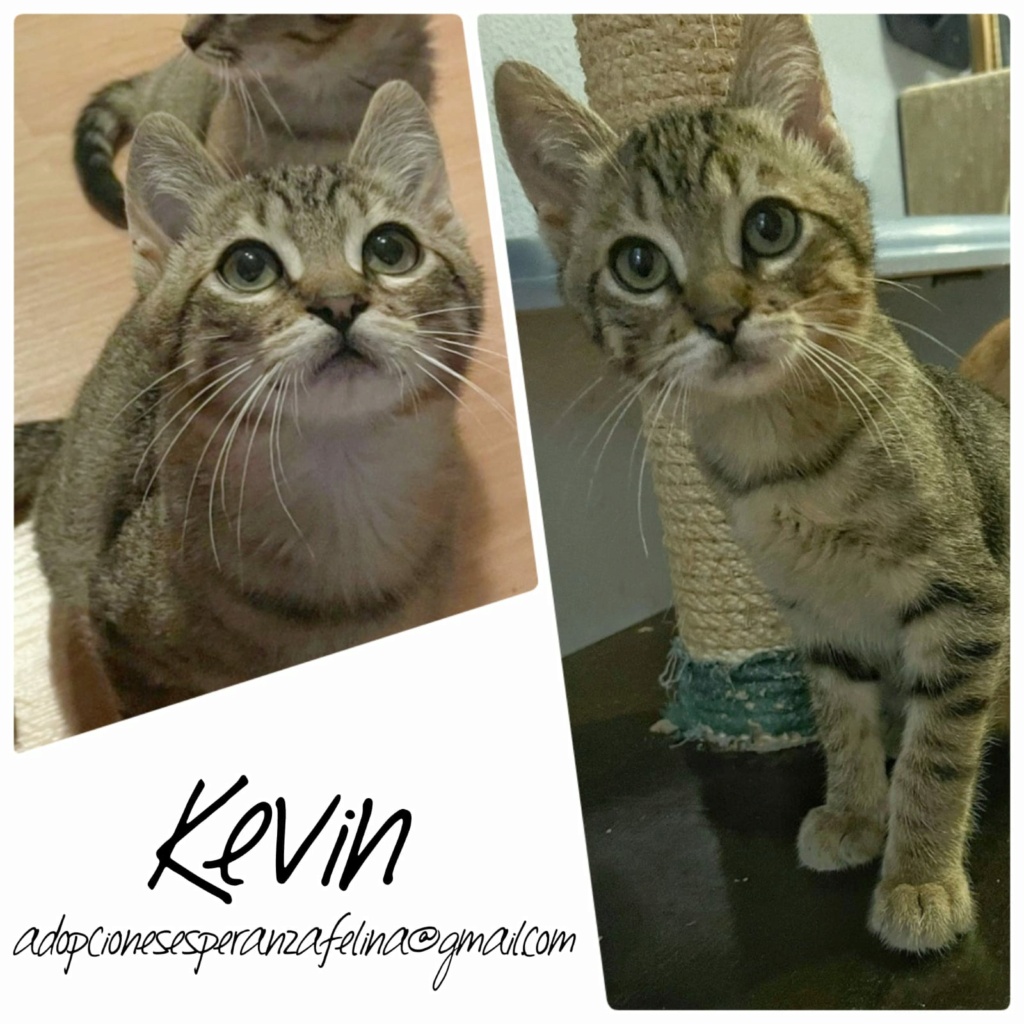 Kevin, cachorrete en adopción. Álava-ESP (F.N. Aprox. 04/07/2021) Whats140