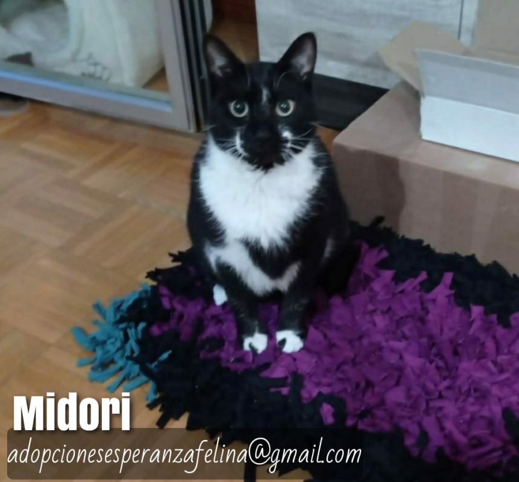 MIDORI, precioso gatito en adopción (F.Nac. 06/01/2017) - Página 2 Whats168