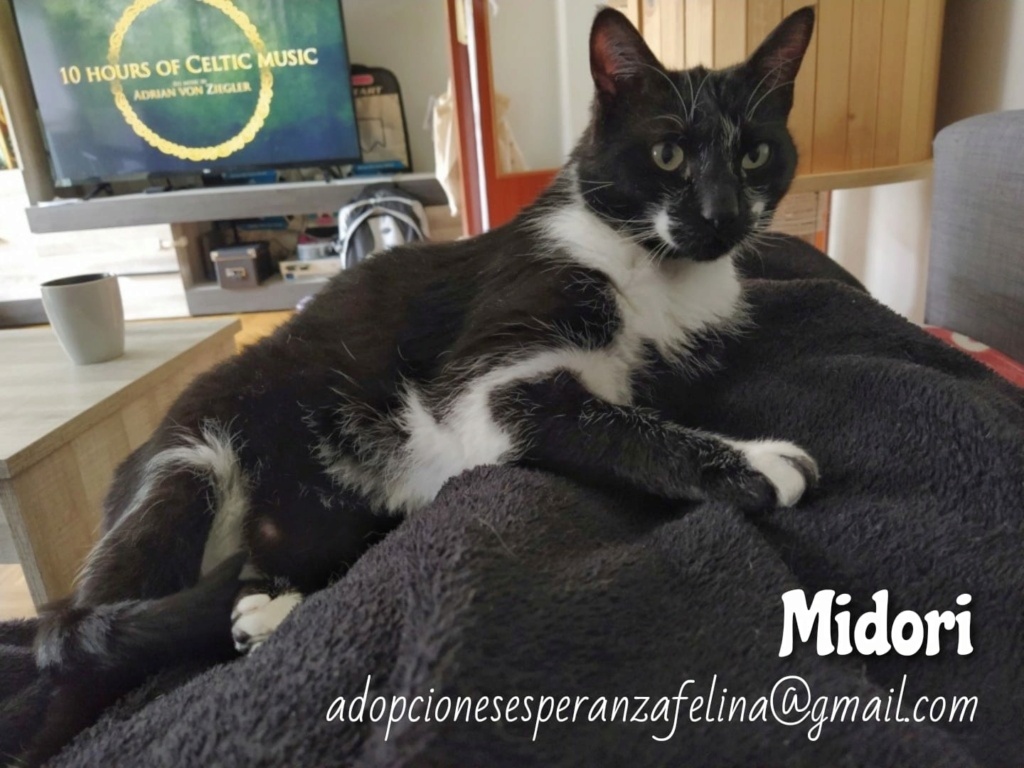 MIDORI, precioso gatito en adopción (F.Nac. 06/01/2017) - Página 2 Whats172