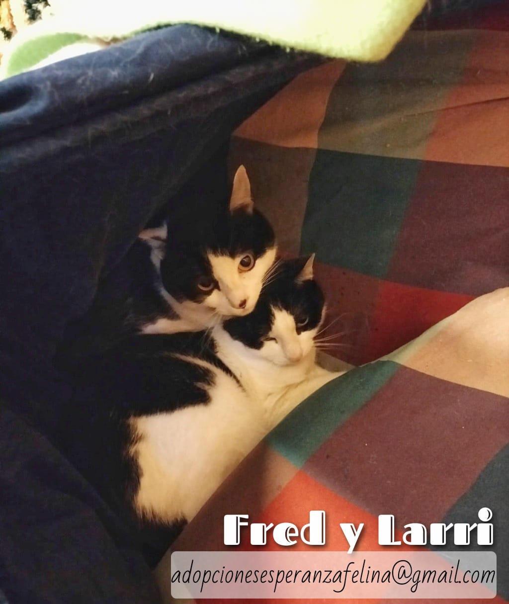 Fred y Larri, hermanitos en adopción (Álava-España f.n.aprox 09/03/15)  - Página 2 Whats185