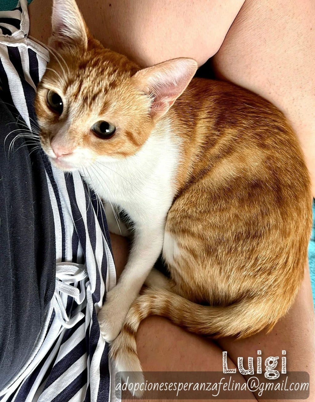 LUIGI, precioso gatito en adopción, Alava (F.Nac. 17/01/23) Whats206