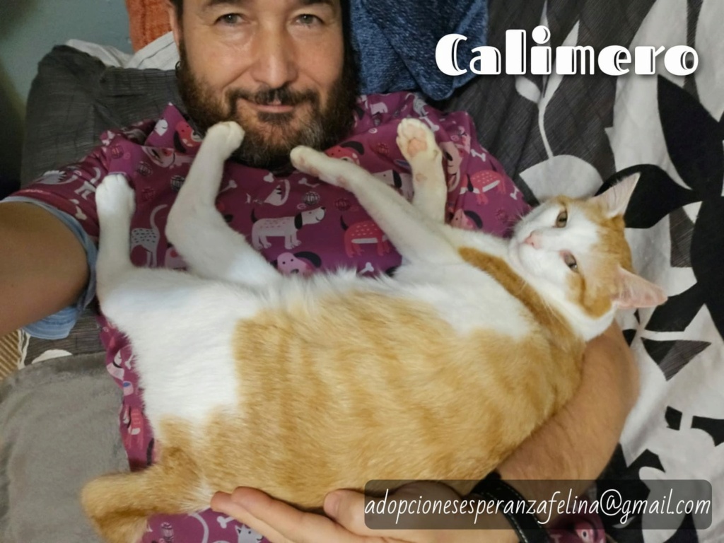 Calimero, mimoso gatito en adopción, Alava (F.Nac. aprox. 10/2021) Whats215