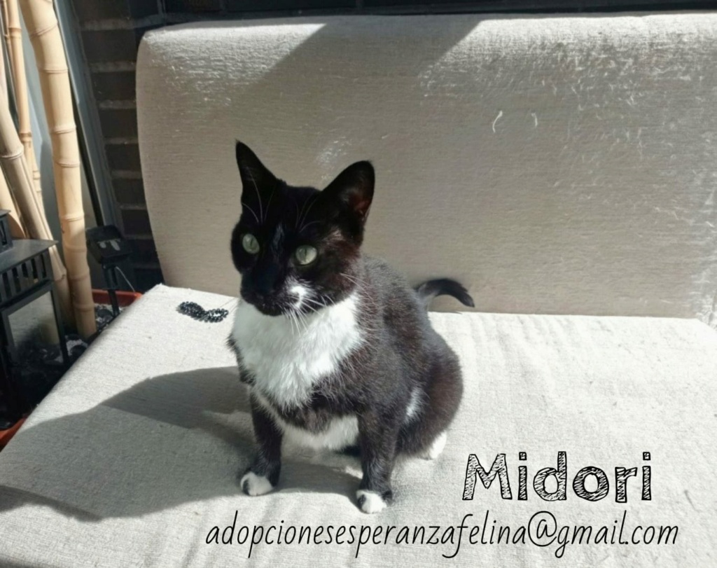 MIDORI, precioso gatito en adopción (F.Nac. 06/01/2017) - Página 4 Whats217