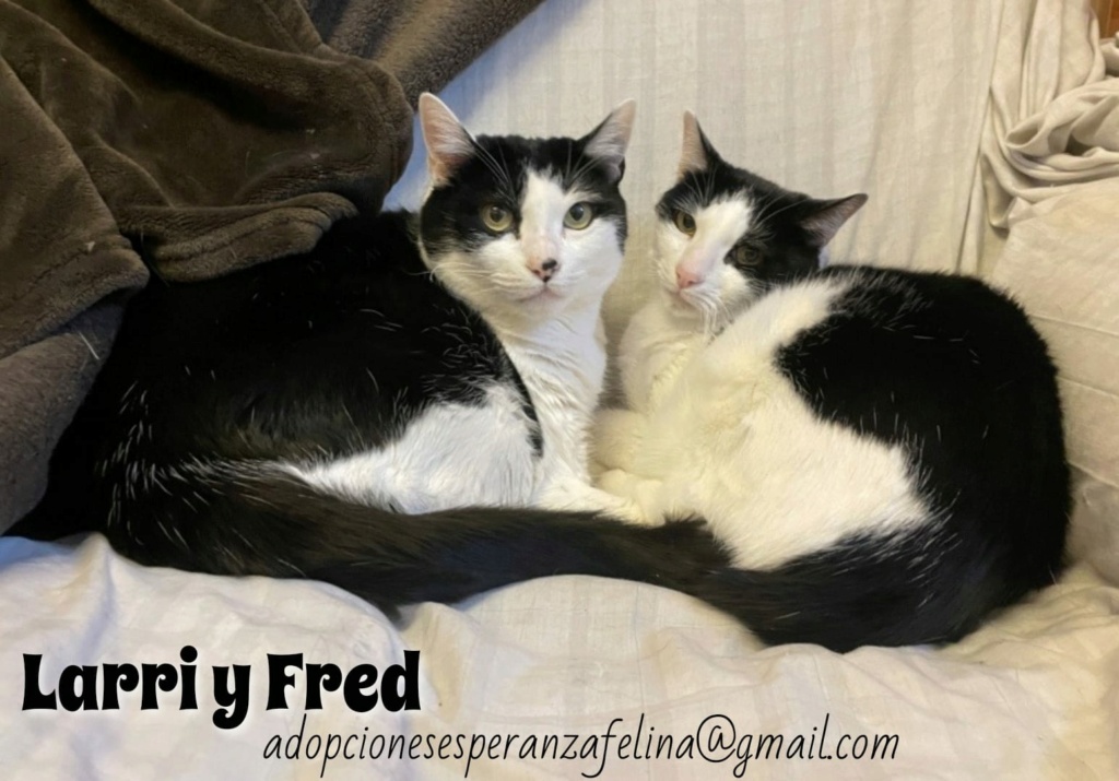 Fred y Larri, hermanitos en adopción (Álava-España f.n.aprox 09/03/15)  - Página 3 Whats234