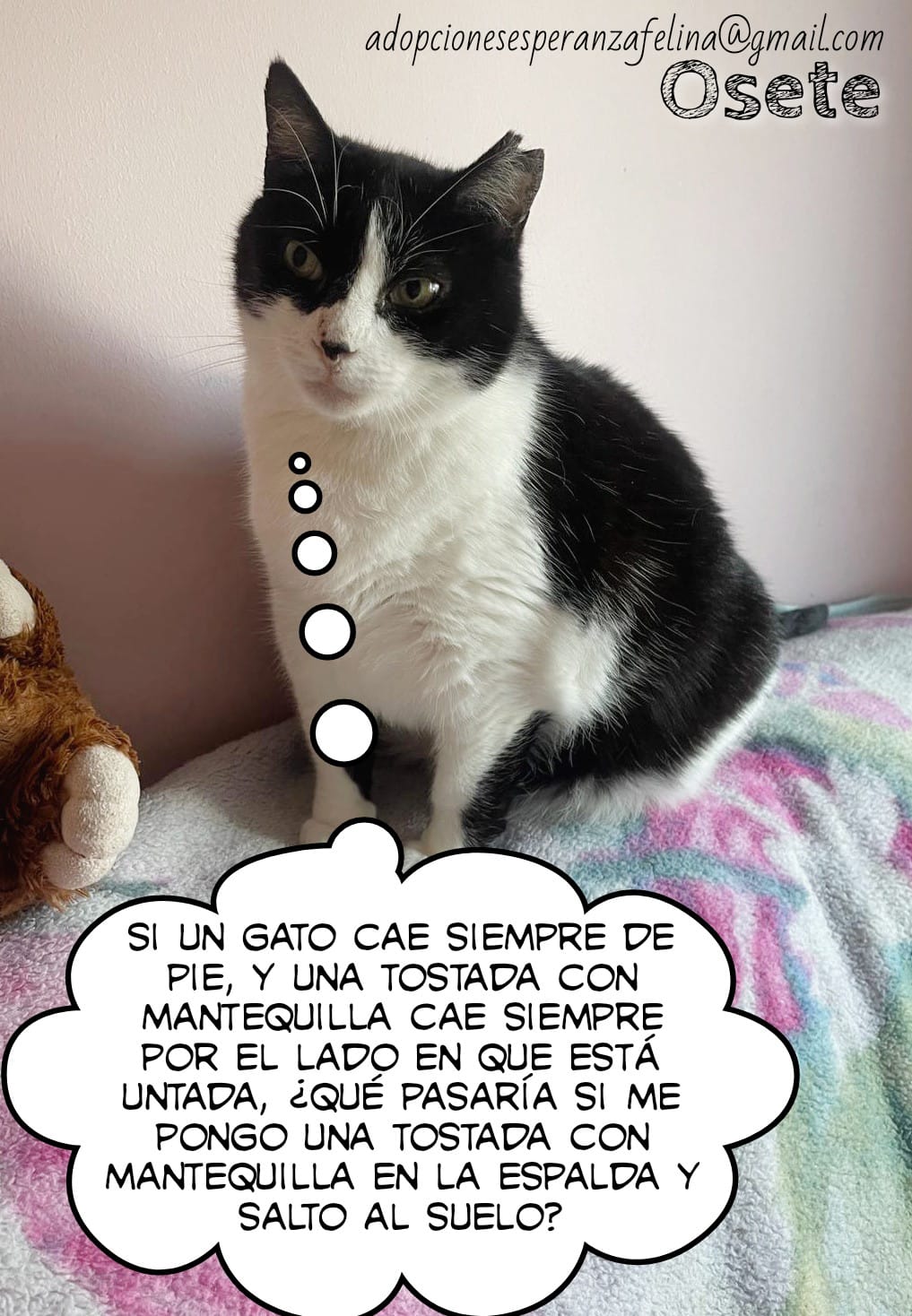 Osete, gatito mimoso en adopción (F.N aprox 2012. Álava, España) (Positivo a inmuno) - Página 2 Whats236
