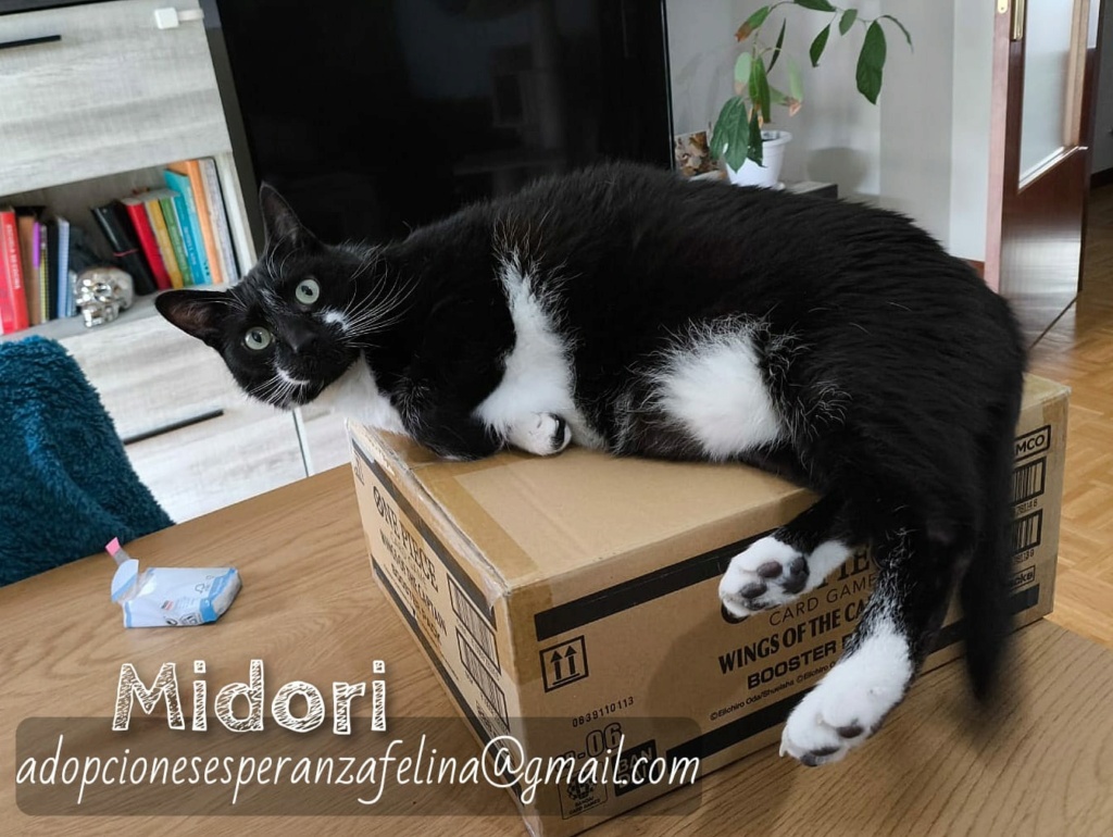 MIDORI, precioso gatito en adopción (F.Nac. 06/01/2017) - Página 4 Whats239