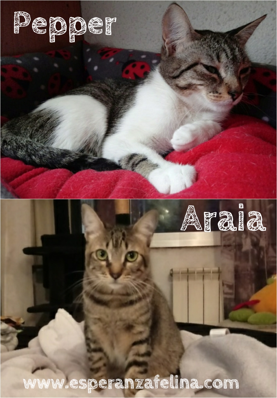 Araia y Pepper, preciosas gatitas buscan hogar. Alava (Fec. Nac. Aprox. 14/04/2018) Whatsa19