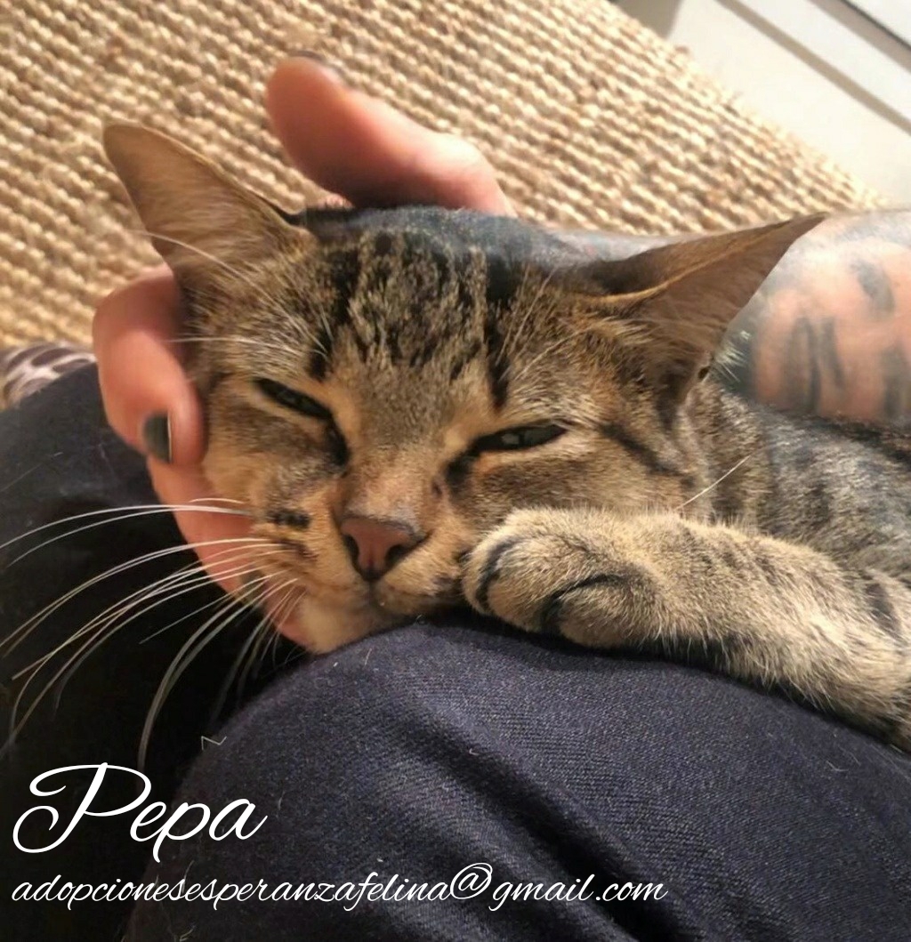 Pepa,preciosa gatita necesita hogar (f.n.aprox 28/04/13) Whatsa47