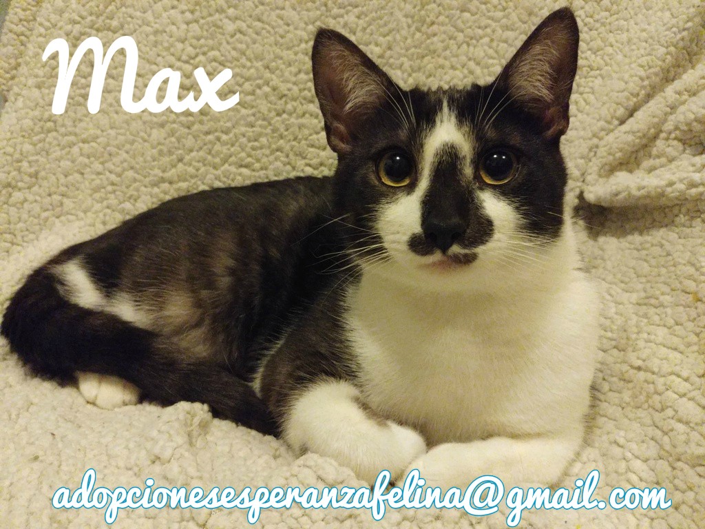Maxh, precioso gato busca hogar (Álava - F.de. nacimiento aprox.: 08/05/19) Whatsa56