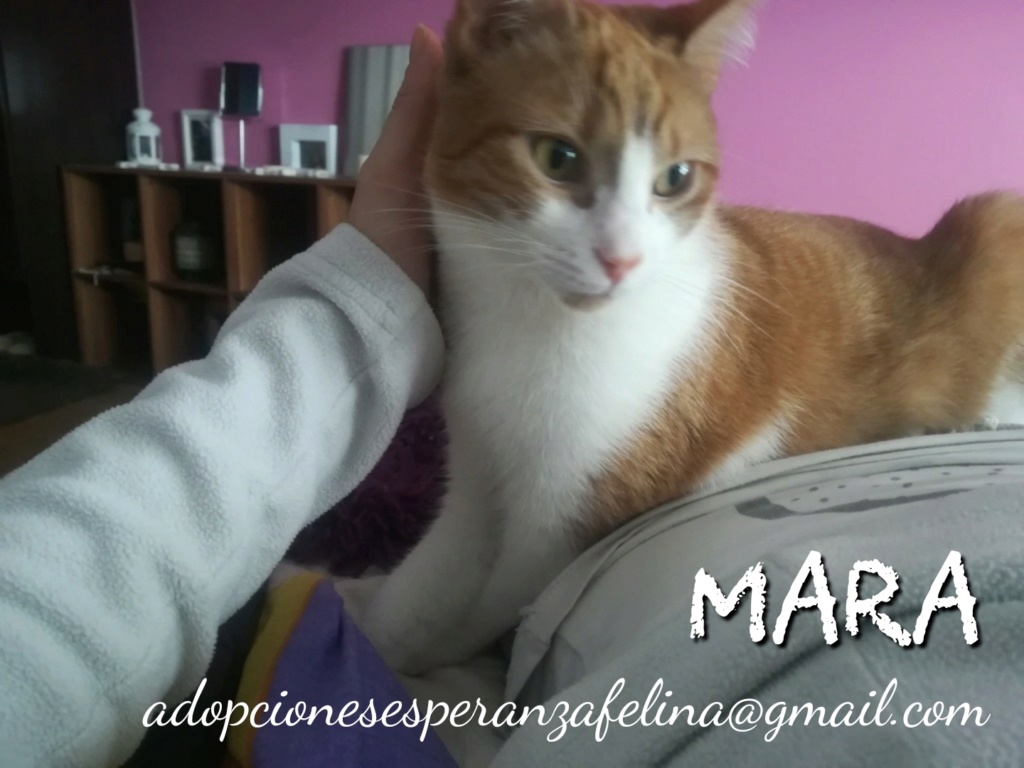 Mara, rubita guapa en adopción (Álava-España f.n.aprox 08/04/19)  Whatsa60