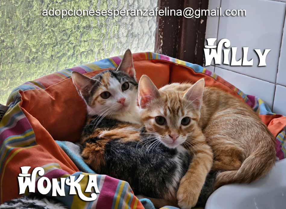 Willy y Wonka, preciosidades en adopción, Alava (f.n. 03/08/2023 )  Willy_10