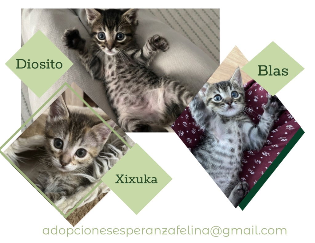 Xixuka, Diosito y Blas, hermanitos buscan hogar. Álava. (F.Nac. 26/04/2023) Xixuka10