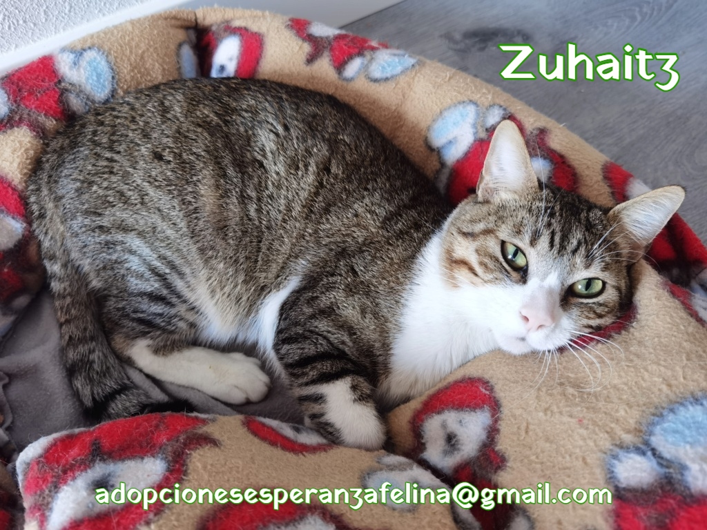 Zuhaitz, precioso gatito en adopción. Alava (F.N Aprox: 03/2020) Zuhait10