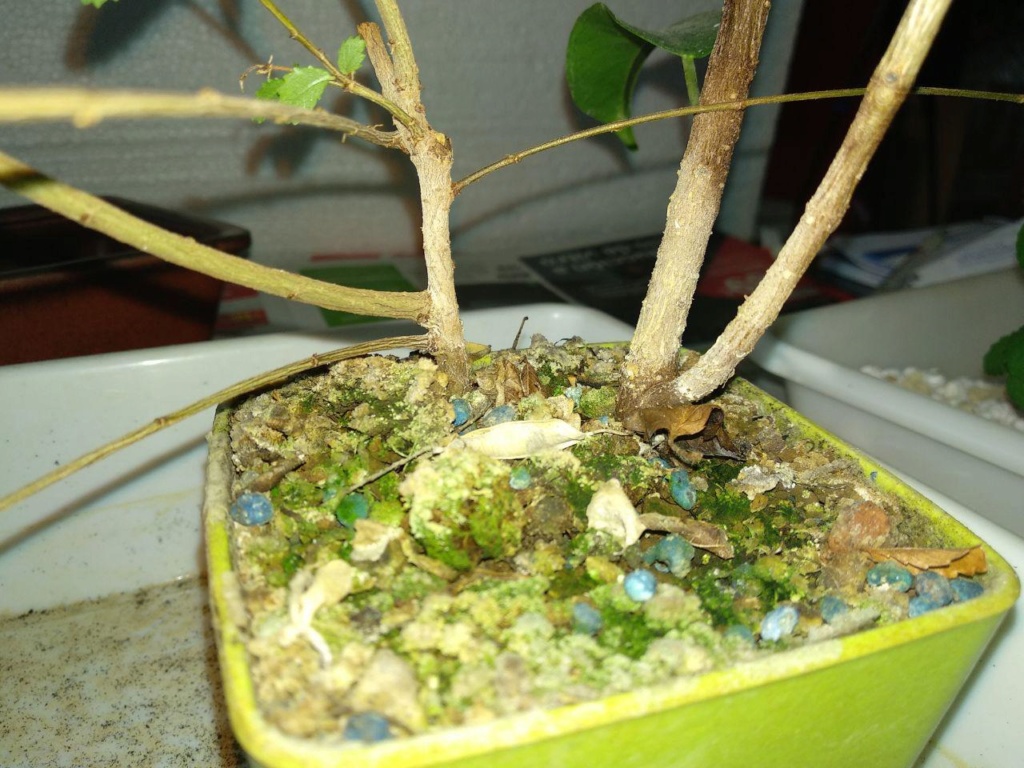 Evolución Olmo y Ficus Retusa 210