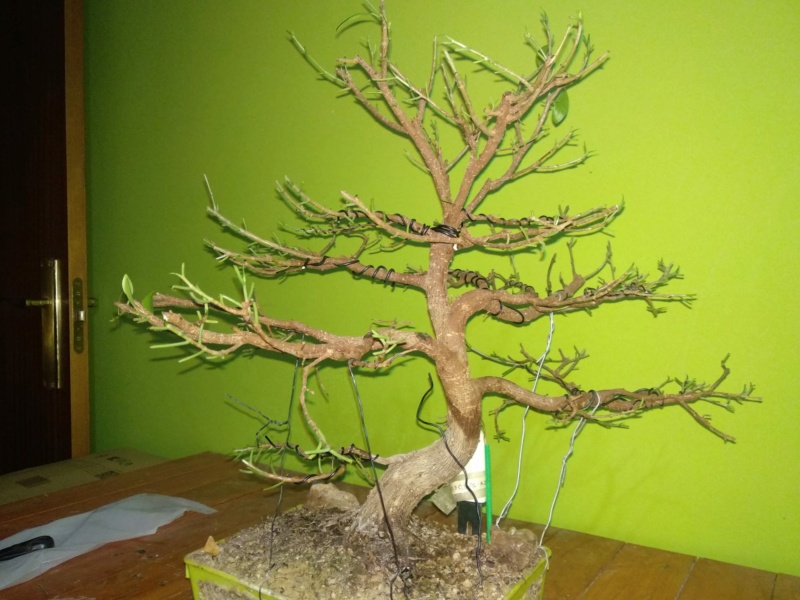 Evolución (2013-xxxx)y Trasplante Ficus Retusa a colador (2018) 3_imag10
