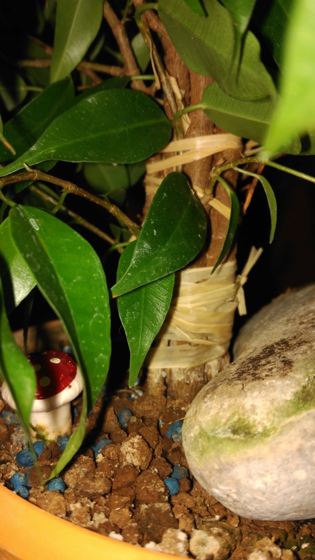 Fusión de Troncos Ficus Benjamina (2017-...) Img_2033