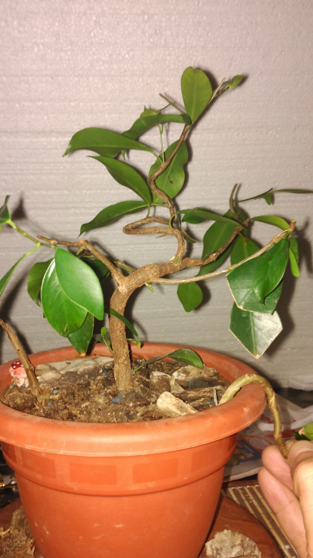 Evolución Ficus Retusa (2017-...) Img_2055