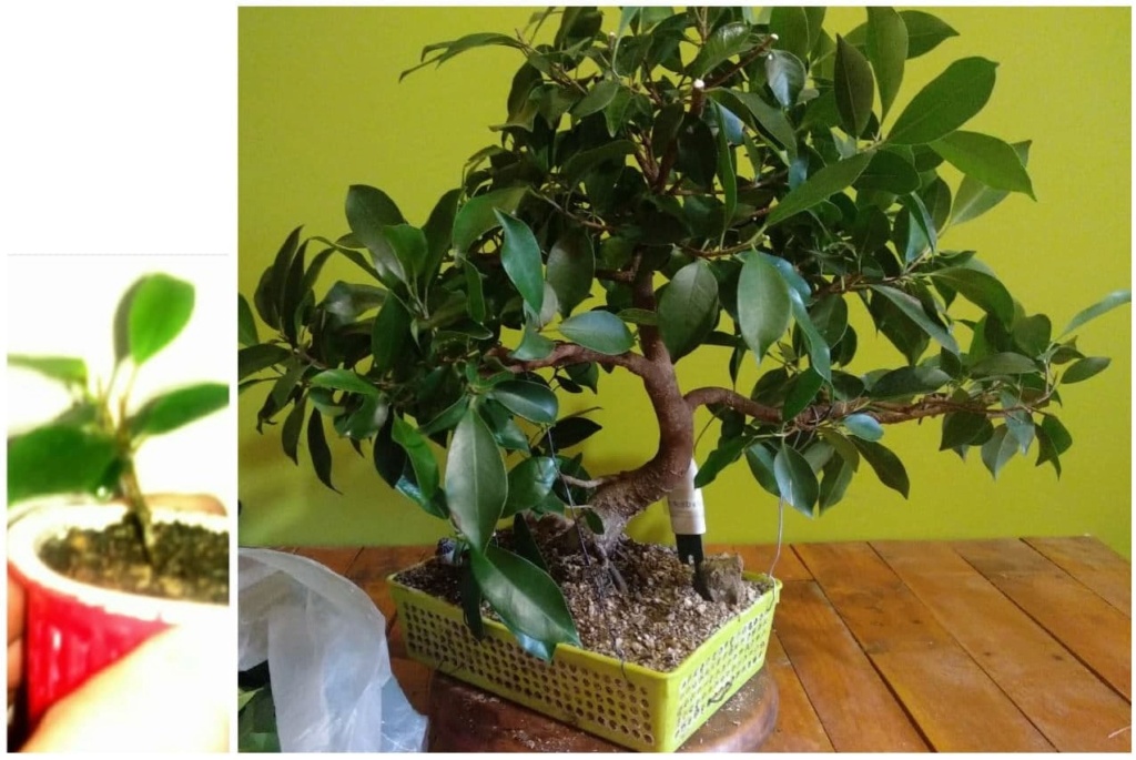 Evolución (2013-xxxx)y Trasplante Ficus Retusa a colador (2018) Photo_45