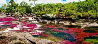 النهر الكولومبي ذو الخمسة ألوان في سيرانيا دي لا ماكارينا 211