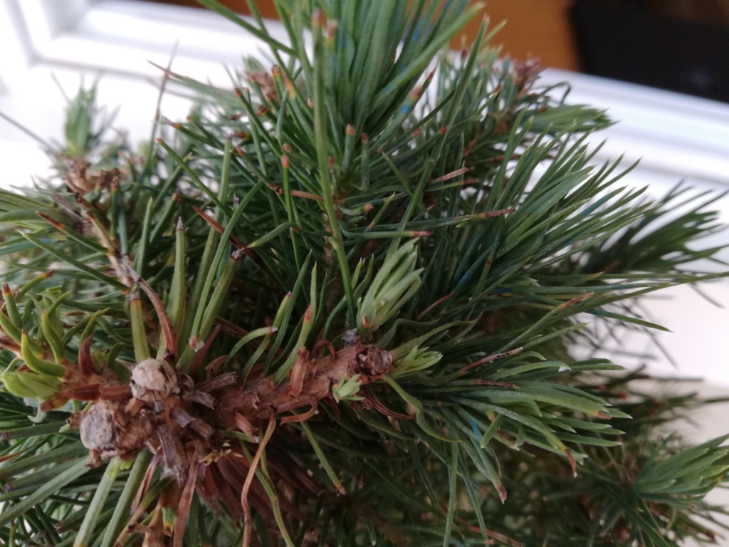 Pinus Halepensis Img_2011