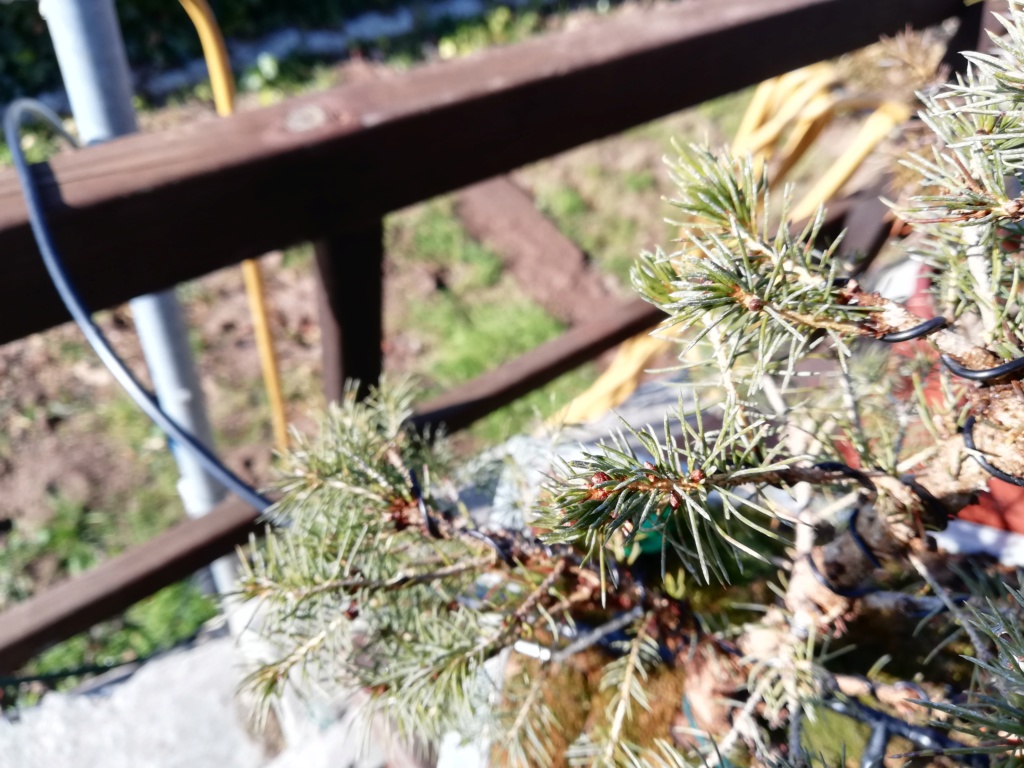 Acículas con "ceniza" blanca en Pinus Glauca Conica Img_2013