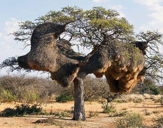 Le Républicain social (Philetairus socius) Tree10