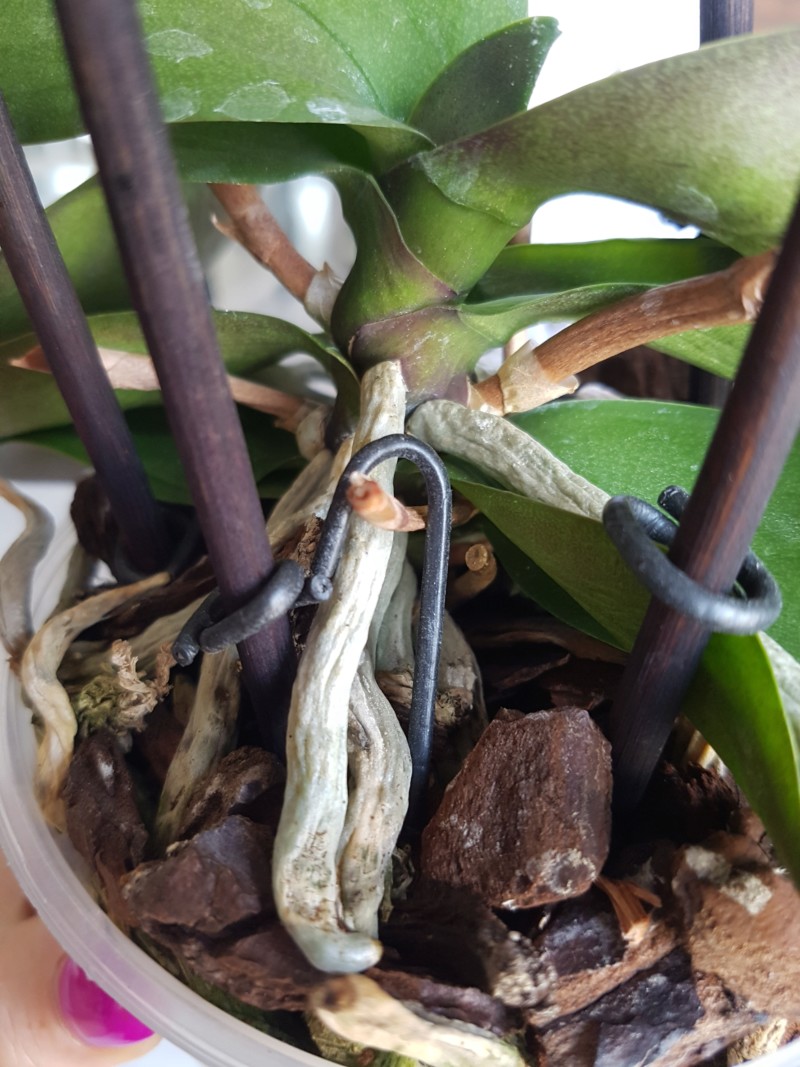 Phalaenopsis : Avis 20180817
