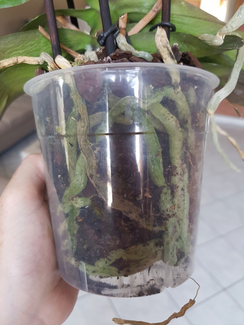Phalaenopsis : Avis 20180818